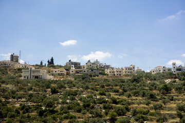 Obraz premium Village with white stone houses constructed on a hillside surrounded by lush olive groves