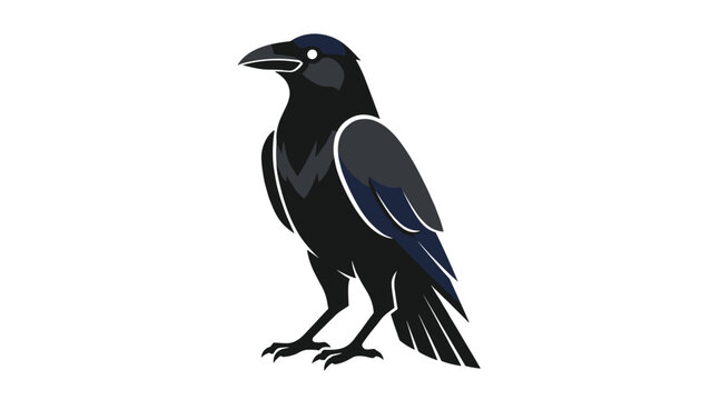 Black crow or raven standing in profile view with highly detailed feathers and a sharp beak isolated on a white background.