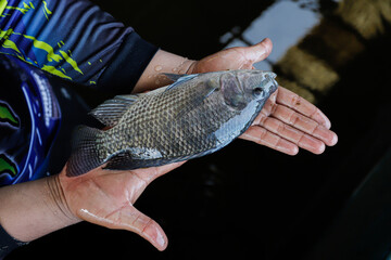 Man Holding a Large Fresh Tilapia Fish in a Fish Farm © Bastera rusdi
