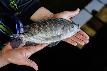 Man Holding a Large Fresh Tilapia Fish in a Fish Farm © Bastera rusdi