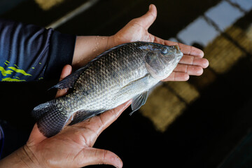 Man Holding a Large Fresh Tilapia Fish in a Fish Farm © Bastera rusdi