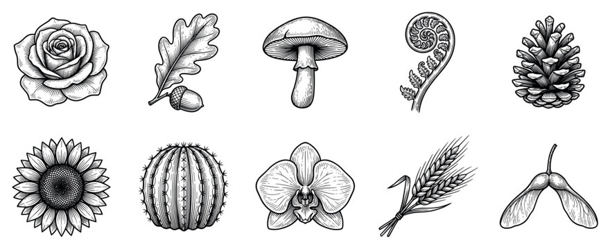 Nature elements icons set. Botanical and forest flora concept. Includes rose, oak leaf, mushroom, fern, pine cone, sunflower, cactus, orchid, wheat, maple seed. Engraved line art style