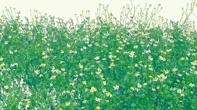Un prato rigoglioso di piccoli fiori bianchi e gialli con steli verdi vibranti su uno sfondo chiaro, ideale per sfondi naturali, design floreale e progetti di grafica primaverile.