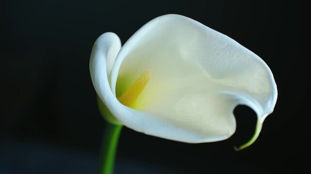 Single delicate white calla lily flower gracefully swaying, dark background, elegant form, smooth texture, vibrant yellow spadix in beautiful, closeup. Elegant white calla lily flower swaying gently