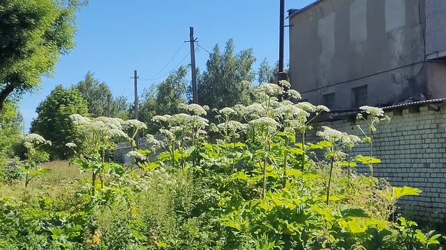 Thickets of the poisonous hogweed plant, contact with which leads to skin burns