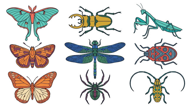 Set di illustrazioni vettoriali di insetti colorati tra cui farfalle, libellule, mantidi religiose, ragni e coleotteri disegnati in stile grafico moderno su sfondo bianco isolato