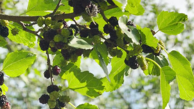 Fresh mulberries ripen beautifully on a green branch. These abundant berries thrive under bright joyful sunshine. The scene feels peaceful and refreshing.
