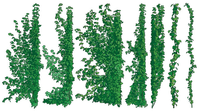Set di piante rampicanti edera verde isolate su sfondo bianco, elementi botanici verticali per composizioni paesaggistiche, design architettonico e decorazioni naturali realistiche.