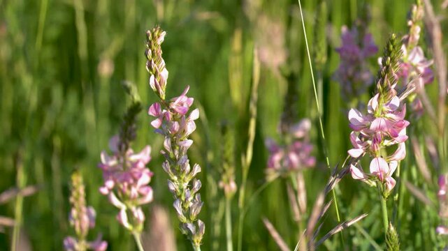 Pink Sainfoin Wildflowers Swaying in a Sunny Green Meadow