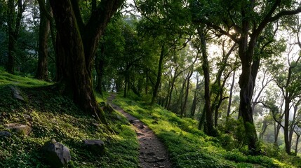 Obraz premium A picturesque verdant hilltop route winding through ancient trees during the serene early morning