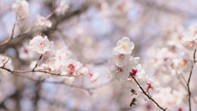 Close-up of a honey bee pollinating a beautiful cherry blossom flower in spring, soft focus background