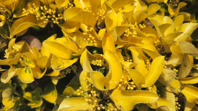 Yellow Euonymus japonicus flowers close up, blooming golden spindle shrub in spring garden