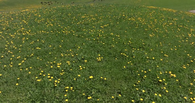 Champs de pissenlit 