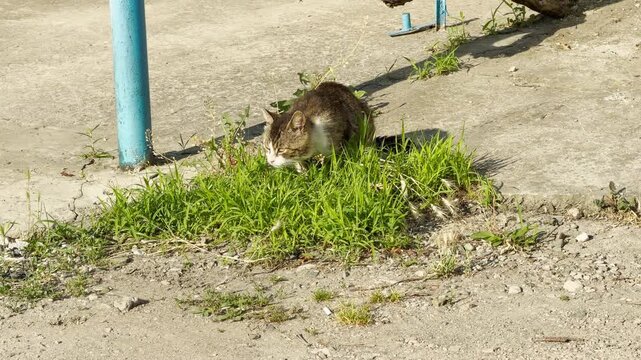 A lonely stray cat cautiously sniffs at a patch of green grass. The curious animal explores a weathered concrete yard under bright sunlight.