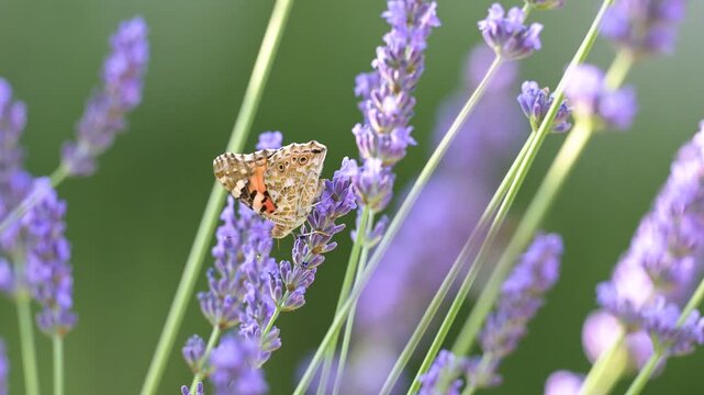 Painted Lady butterfly feeding the nectar of Lavender and walks to another flower stalk in summer in a domestic garden. Vanessa cardui, Lavandula sp, Indre-et-Loire 37, r&eacute;gion Centre, France, Europe
