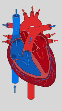 Anatomical diagram of a human heart with blood flow indicated.
