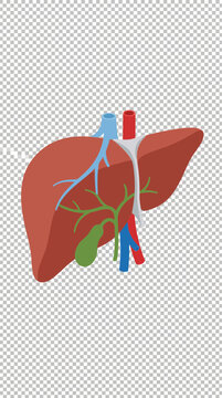 Anatomical illustration of a human liver with vessels.