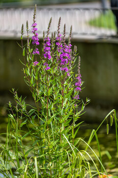 Close up of purple loosestrife, lythrum salicaria flowers in bloom