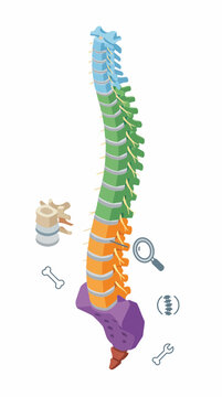 Colorful human spine model with magnifying glass and bone fragments.