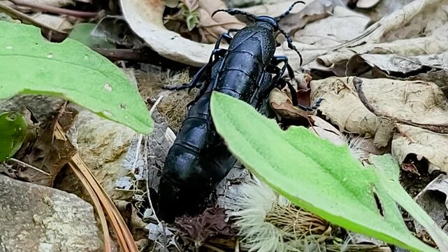 한국,곤충,남가뢰,독충,Korea, insect, blister beetle, poisonous insect