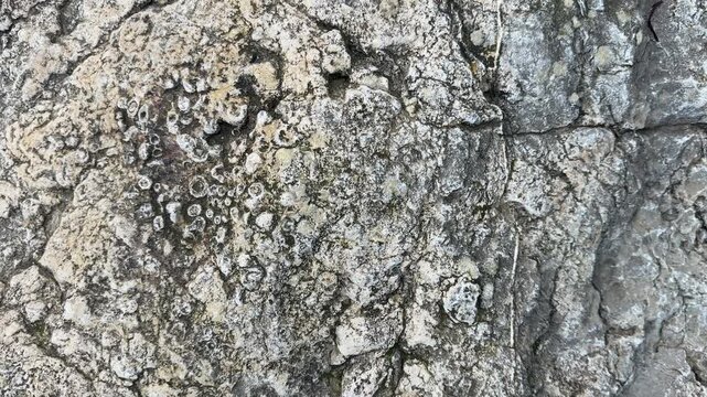 Close up of tree bark 