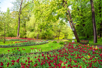 Fototapeta premium Blooming colorful tulips in the park. Tulip festival.