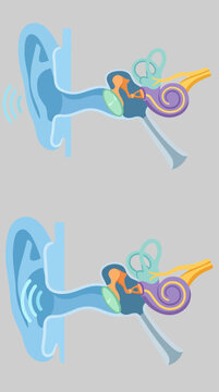 Two stylized diagrams of the human ear anatomy.
