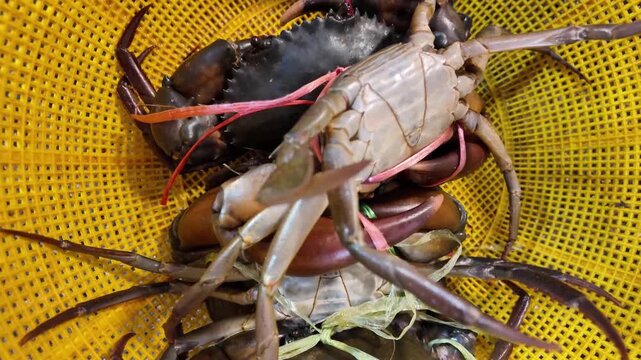 Fresh Live Mud Crabs in Plastic Basket at Thai Seafood Market