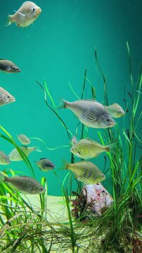 A school of silver fish swimming among vibrant green aquatic habitat