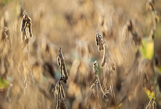 Backlit Soybean Pods with Soft Golden Bokeh