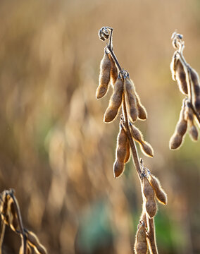  Ripe Soybean Pods in Agricultural Field at Sunset