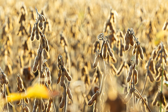 Mature Soybean Field Ready for Harvest in Golden Evening Light