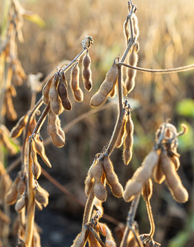  Ripe Soybean Pods in Agricultural Field at Sunset