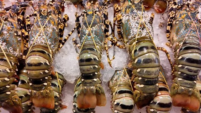 Fresh Live Spiny Lobsters Displayed on Ice at Thai Seafood Market