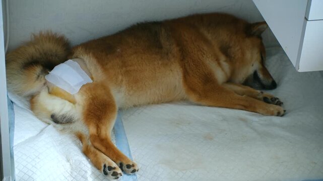 Injured shiba inu dog sleeping and recovering after hip joint head resection surgery, with protective bandage on hind leg while resting peacefully on absorbent pad indoors. Dog after surgery on leg