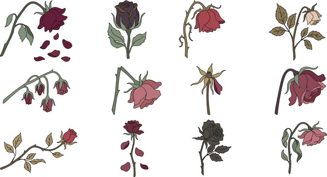 Wilted and Dried Rose Flower Collection with Dead Blooming Plants, Fading Petals, and Botanical Decay Vector Illustration Set