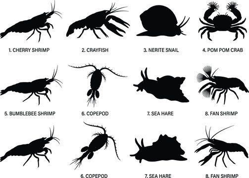 Aquatic invertebrates vector silhouette set featuring freshwater and marine shrimp crab snail copepod and sea hare icons