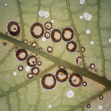 Close-up View of Stomata on Leaf Surface with Visible Pores and Veins. Microscopic view of stomata on a leaf surface, showcasing the intricate details of plant anatomy.