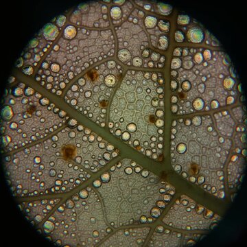 Microscopic Close Up Examination of Plant Leaf Stomata Surface Structure Showing Detailed Cellular Anatomy and Epidermal Patterns in High Magnifica...
