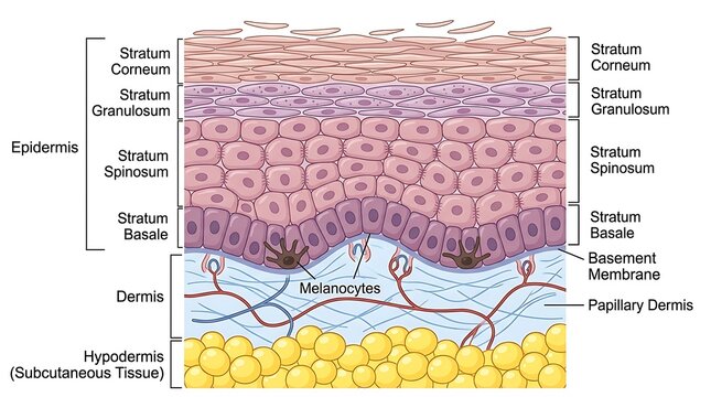 Microscopic view of human skin layers and melanocytes structure with epidermis
