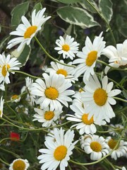 Fototapeta premium Delicate white daisy flowers with bright yellow centres blooming in a lush natural garden meadow. Soft focus background, fresh spring and summer floral scene, wildflowers growing outdoors.