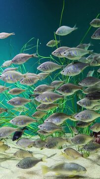 School of fish swimming over a sandy bottom in a vibrant marine habitat