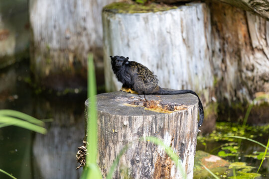 Saguinus midas, red-handed tamarin, funny black monkey funny animal on an old stump