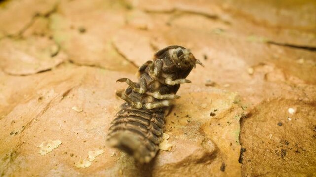 Glow-worm (Lampyris noctiluca) larva on its back exposing its legs, close-up
