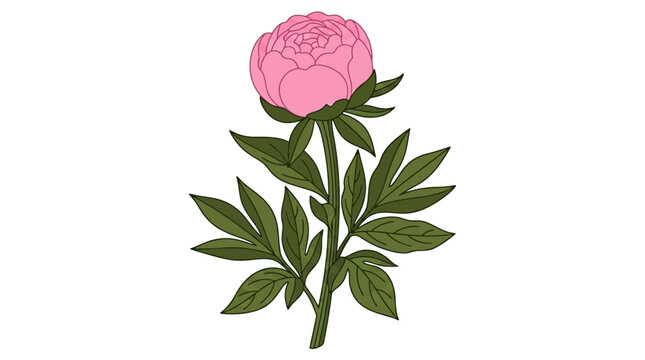 R&oacute;żowa piwonia z zielonymi liśćmi, ręcznie rysowana botaniczna ilustracja na białym tle, idealna do projekt&oacute;w wiosennych i letnich.
