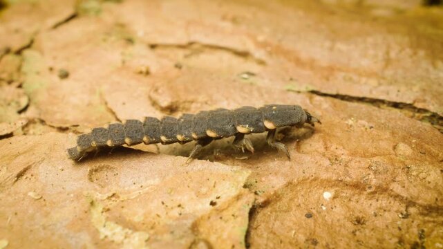Macro close-up of glow-worm (Lampyris noctiluca) larva crawling on forest ground