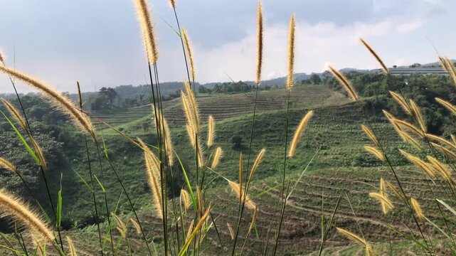 A scenic view of cogon grass flowers swaying in the wind.