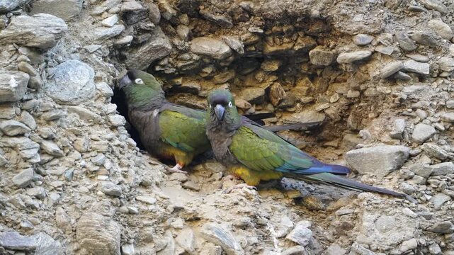 Two burrowing parrots rest in their nest within a rocky cliffside. Ideal for wildlife documentaries or educational content on bird habitats.