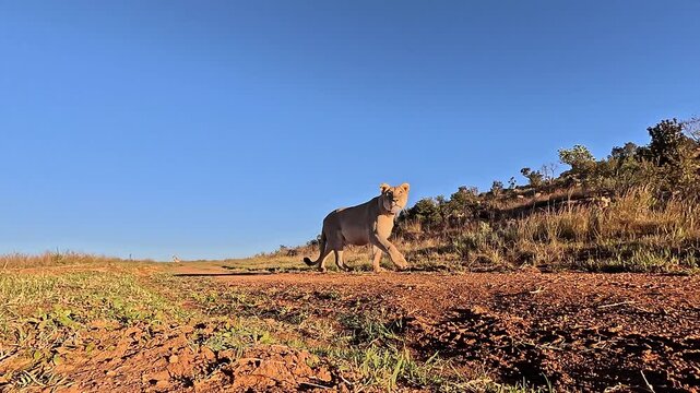 Ultra low angle view of lioness walking past camera in the wild