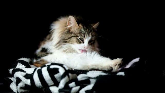 long haired cat grooming herself against a black backdrop